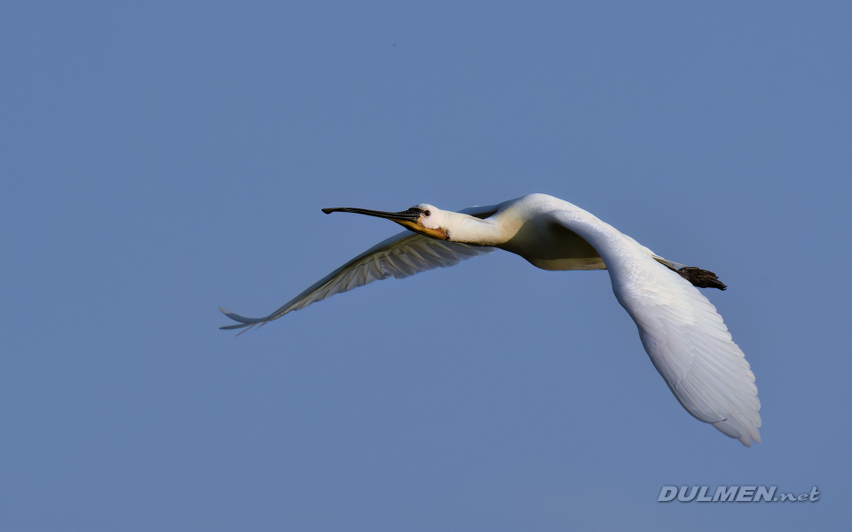 Eurasian spoonbill (Platalea leucorodia)